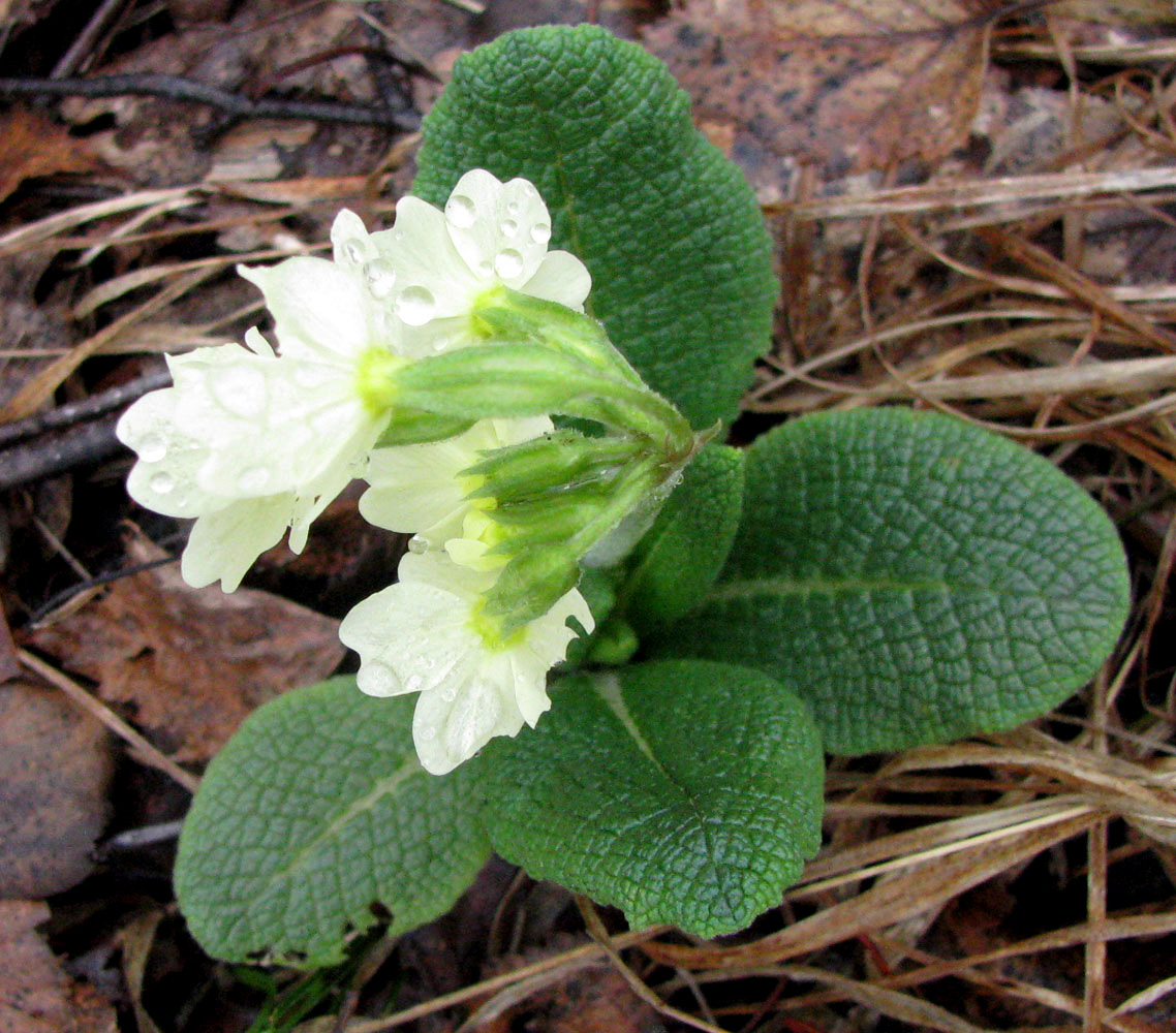 Image of Primula ruprechtii specimen.