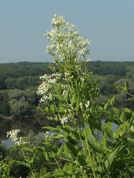 Image of Clematis recta specimen.