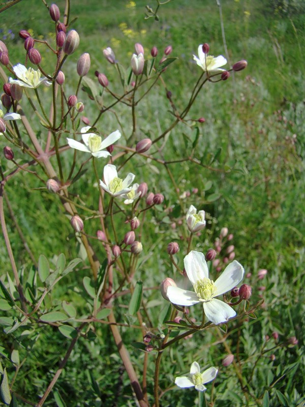 Image of Clematis lathyrifolia specimen.