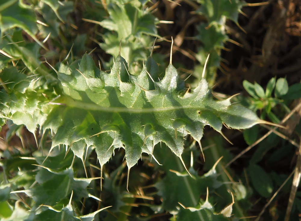 Image of Carduus thoermeri specimen.