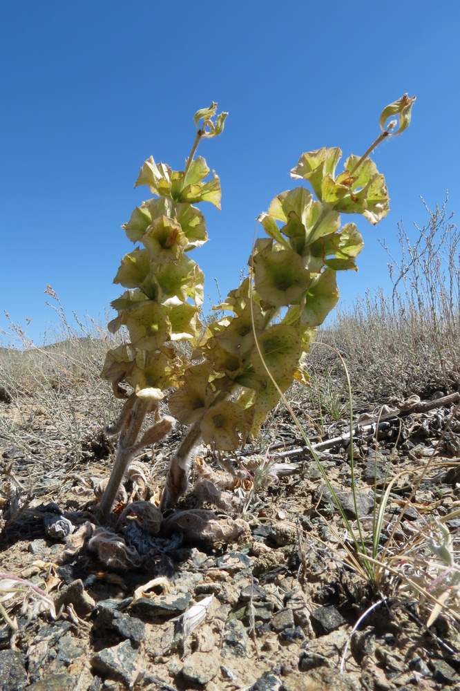 Image of Eremostachys molucelloides specimen.