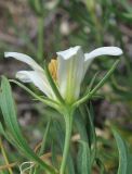 Peganum harmala
