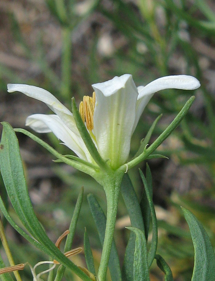 Image of Peganum harmala specimen.
