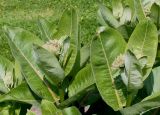 Asclepias speciosa