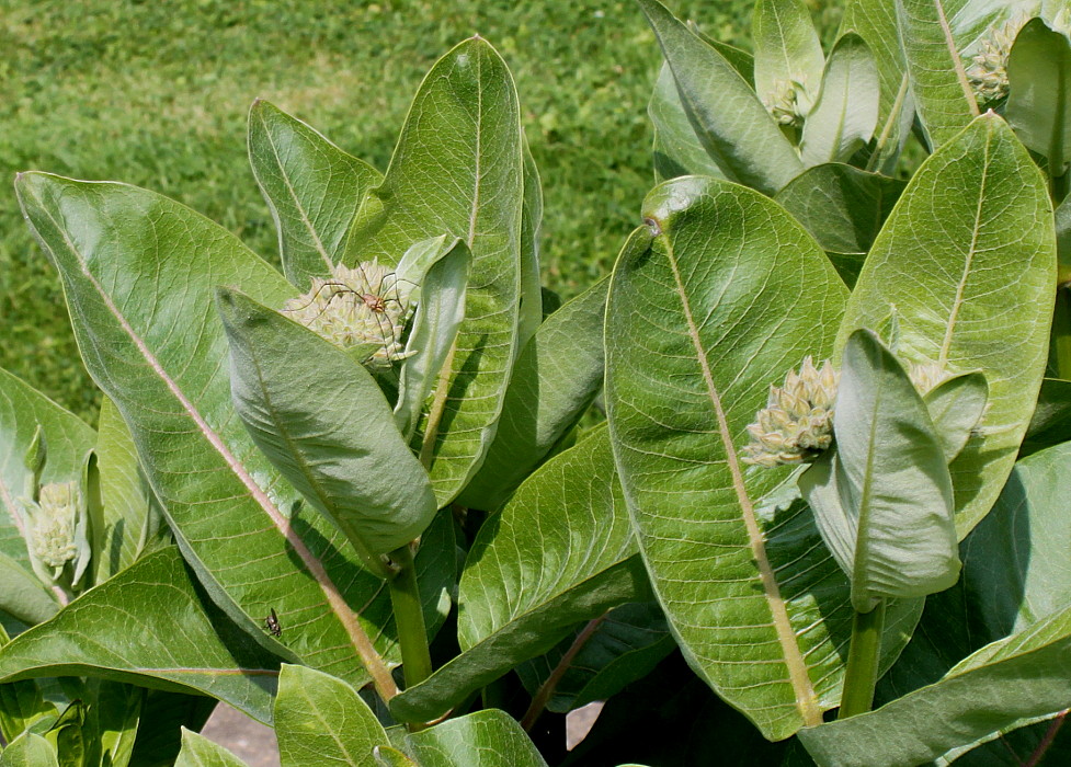 Image of Asclepias speciosa specimen.
