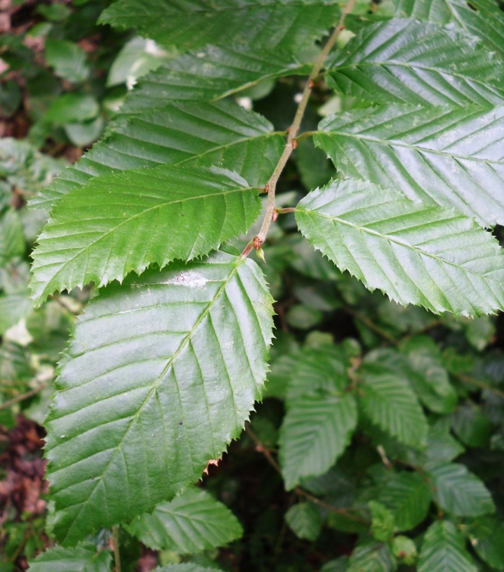 Изображение особи Carpinus betulus.