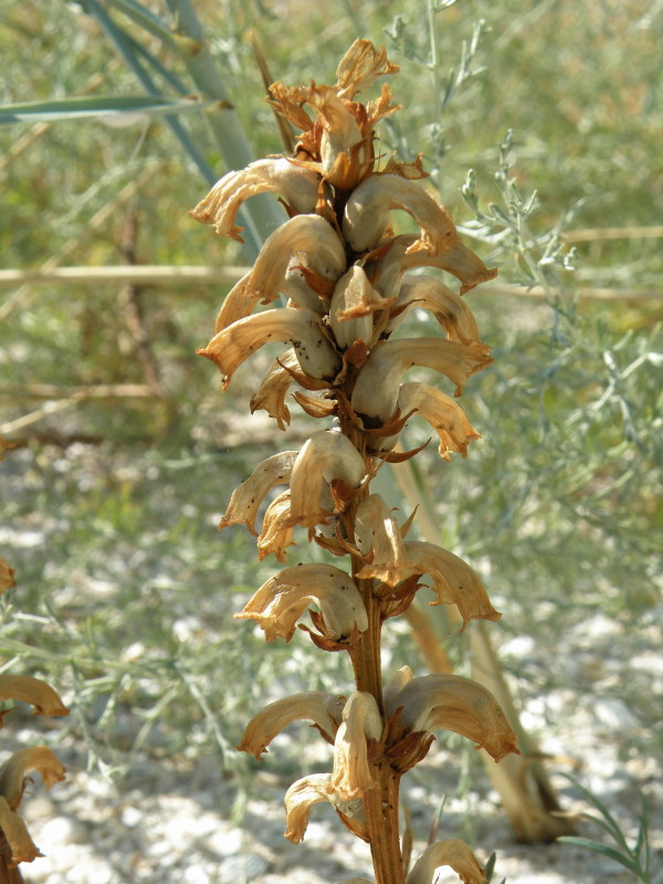 Изображение особи Orobanche cumana.