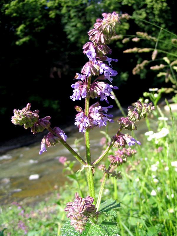 Image of Salvia verticillata specimen.