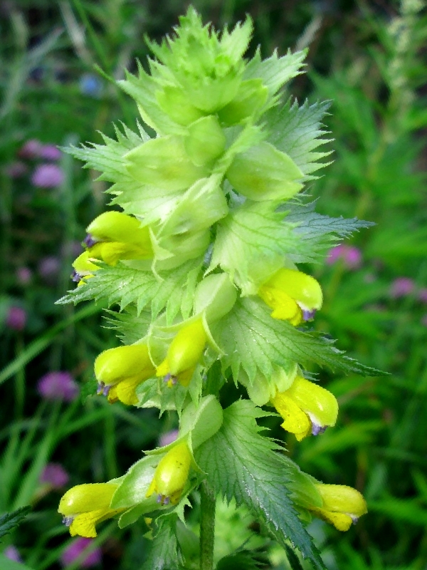 Image of genus Rhinanthus specimen.
