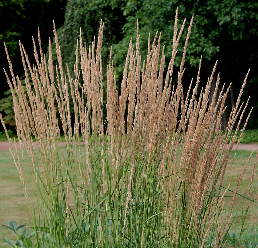 Изображение особи Calamagrostis × acutiflora.