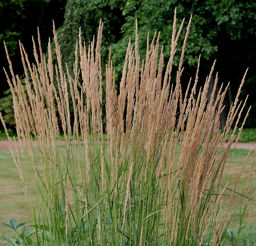 Image of Calamagrostis &times; acutiflora specimen.