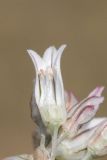 Allium korolkowii