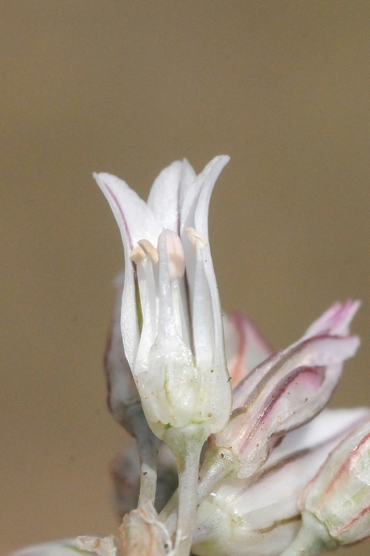 Image of Allium korolkowii specimen.