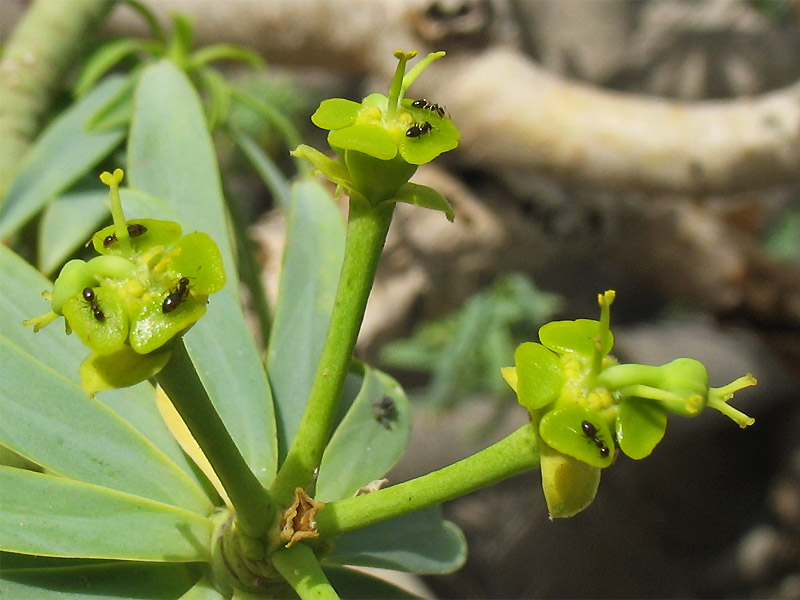 Изображение особи Euphorbia lamarckii.