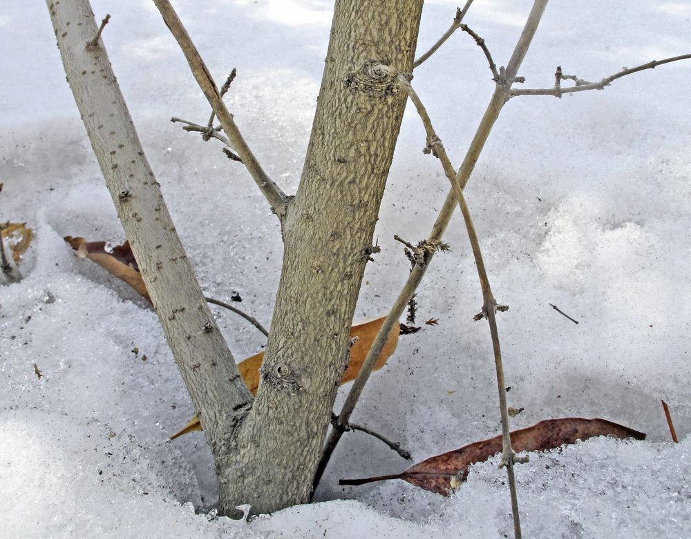 Image of Ligustrum yezoense specimen.