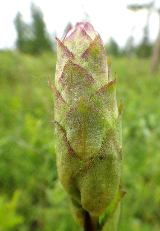 Image of Pedicularis sceptrum-carolinum specimen.