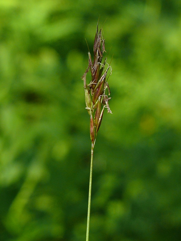Image of Anthoxanthum alpinum specimen.