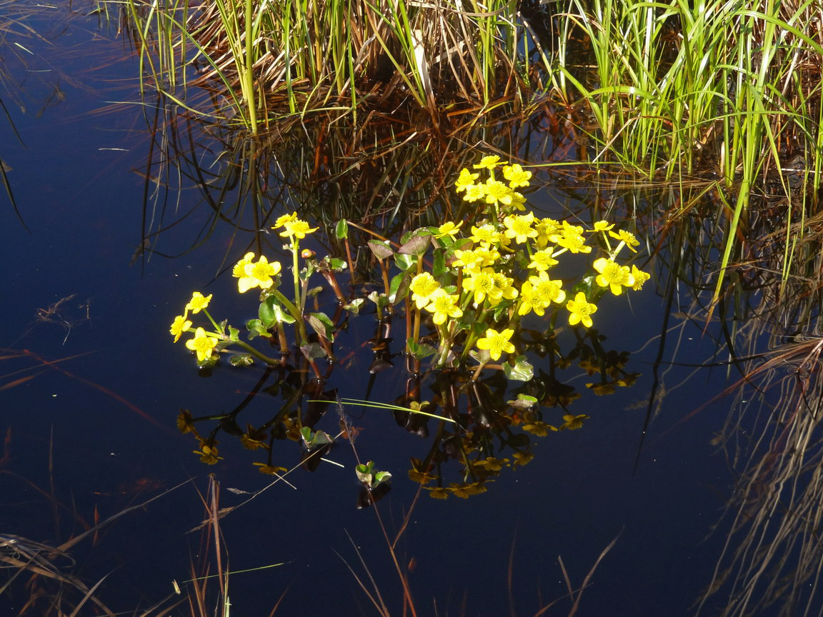 Image of Caltha sibirica specimen.