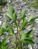 Salix myrsinifolia. Верхушка ветви. Архангельская обл., Холмогорский р-н, окр. пос. Усть-Пинега, каменистое место вблизи скалистого берега р. Пинега. 15.07.2013.