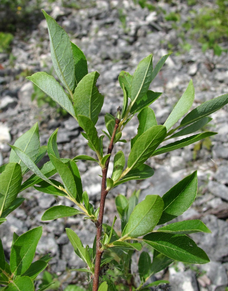 Изображение особи Salix myrsinifolia.