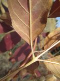 Fraxinus ornus. Нижняя сторона листочка с рыжеватым опушением. Южный берег Крыма, Артек. 22.11.2013.