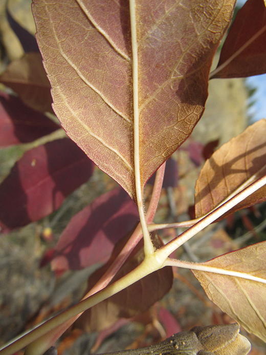 Изображение особи Fraxinus ornus.