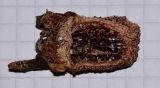 Image of taxon representative. Author is Татьяна Мальчинская