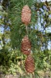 Larix decidua. Часть веточки с шишками. Германия, г. Дюссельдорф, Ботанический сад университета. 04.09.2013.