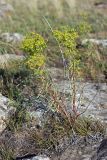 Euphorbia jaxartica. Плодоносящее растение. Южный Казахстан, южное обрамление перевала Чокпак. 23.06.2013.