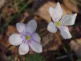 Hepatica nobilis