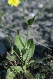 Crepis pulchra подвид turkestanica