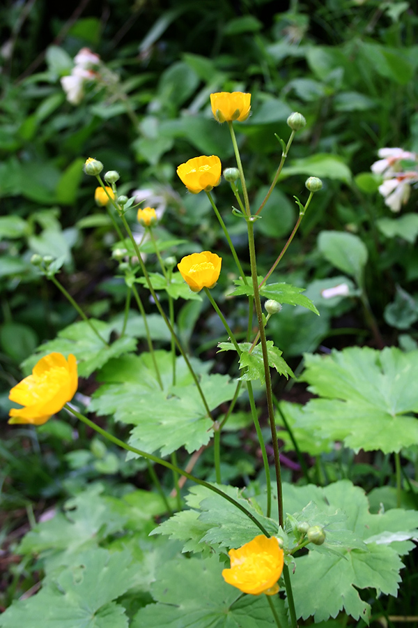 Изображение особи род Ranunculus.