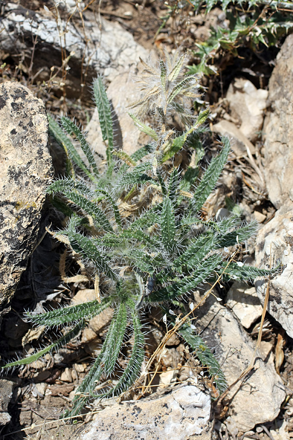 Image of Onosma irritans specimen.