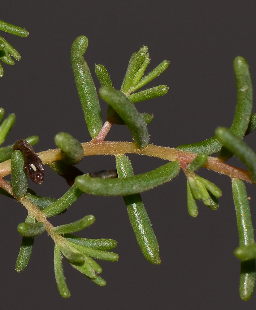 Image of Suaeda fruticosa specimen.