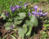 Viola dehnhardtii. Цветущие растения. Краснодарский край, г. Крымск., приусадебный участок, сорное. 15.03.2014.