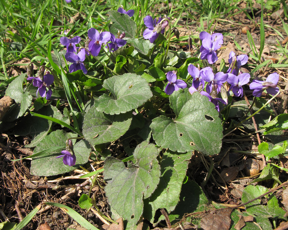 Image of Viola dehnhardtii specimen.