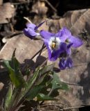 Viola dehnhardtii