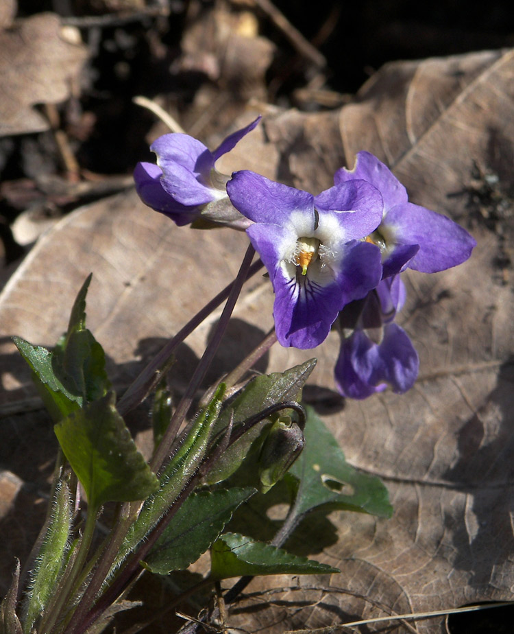 Image of Viola dehnhardtii specimen.