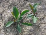 Limonium gmelinii