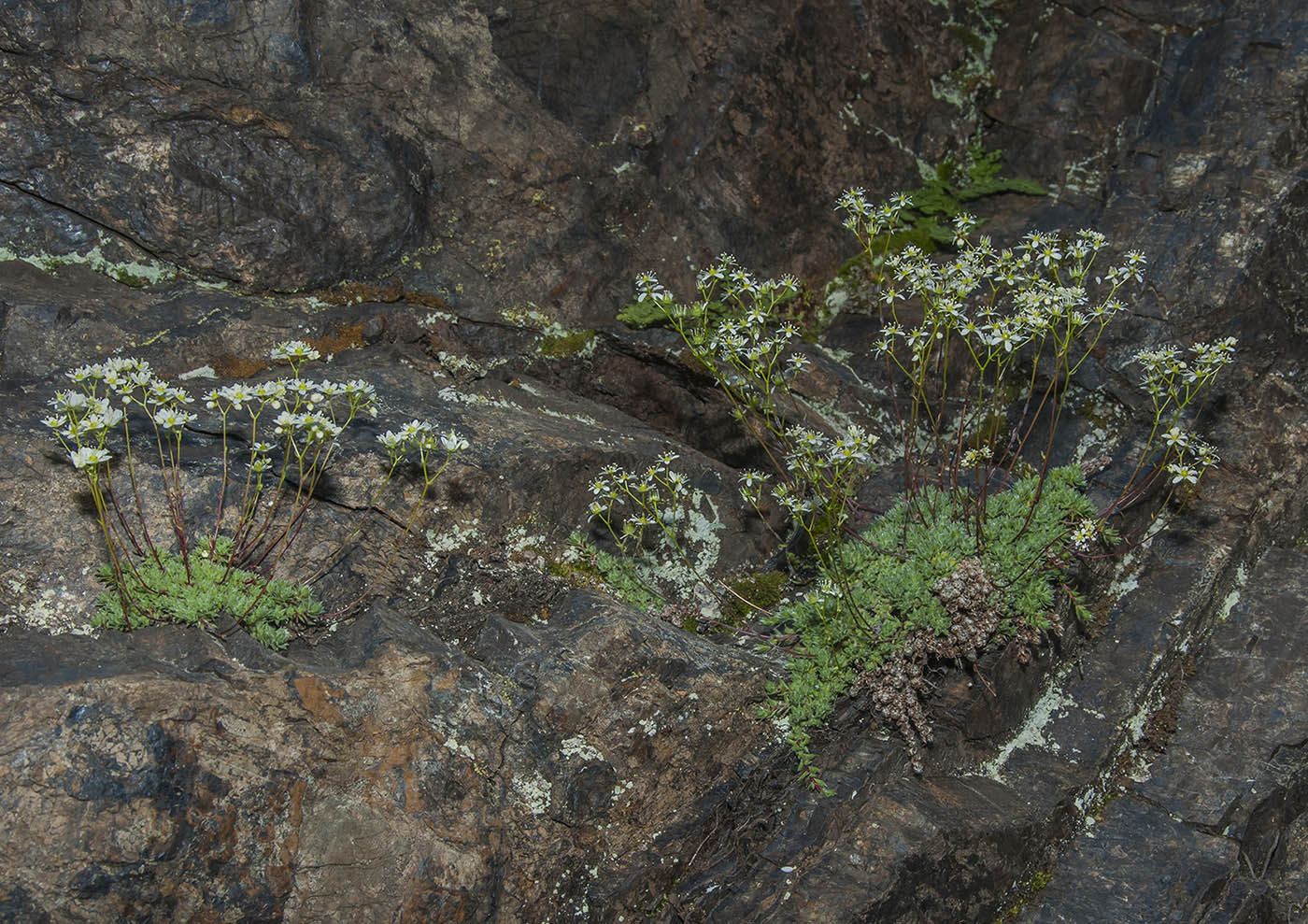 Изображение особи род Saxifraga.