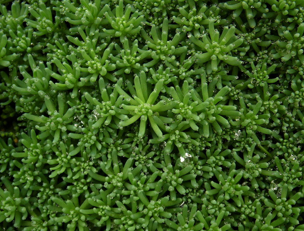 Image of Sedum pallidum ssp. bithynicum specimen.