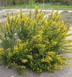 Ulex europaea. Цветущее растение. ФРГ, Нижняя Саксония, Ольденбург, ботанический сад Ольденбургского университета. Апрель 2007 г.
