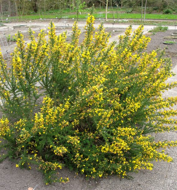 Изображение особи Ulex europaea.