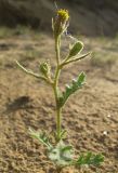 Senecio viscosus