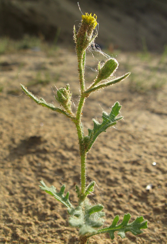 Изображение особи Senecio viscosus.