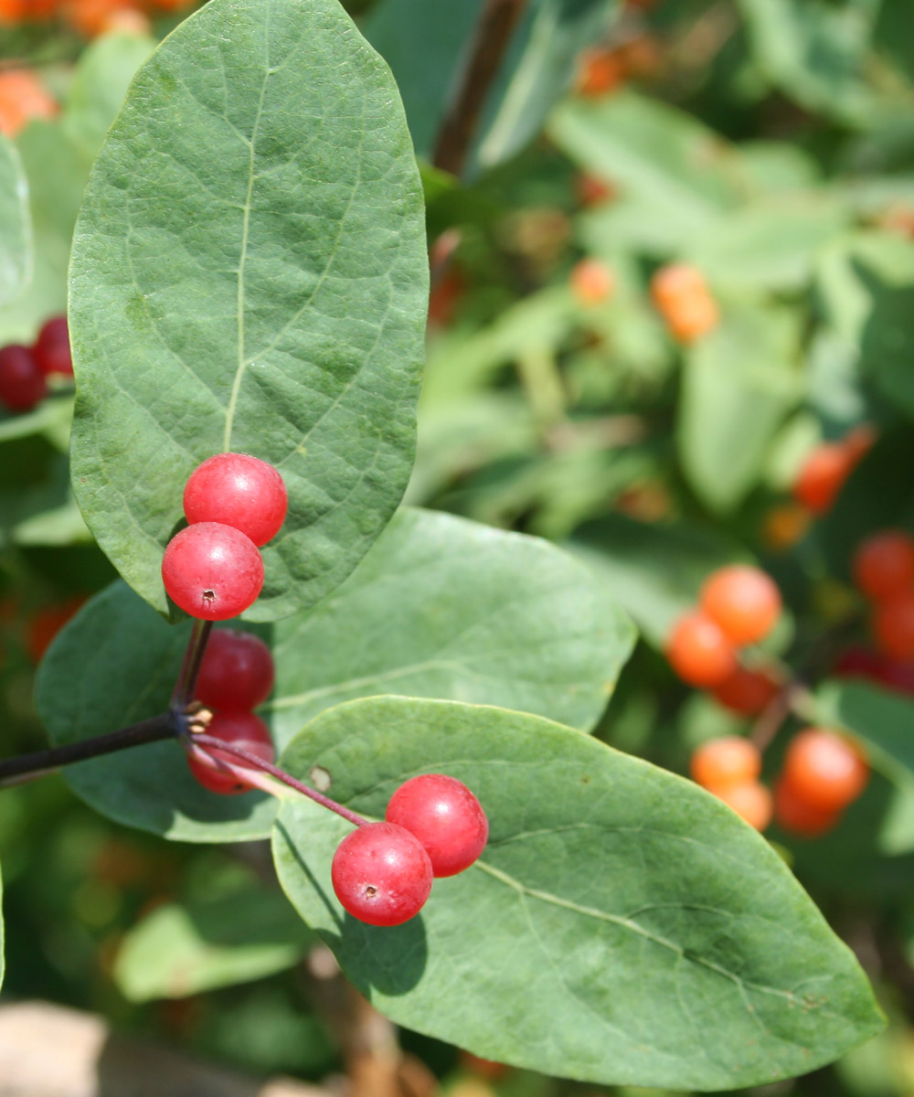 Image of Lonicera tatarica specimen.