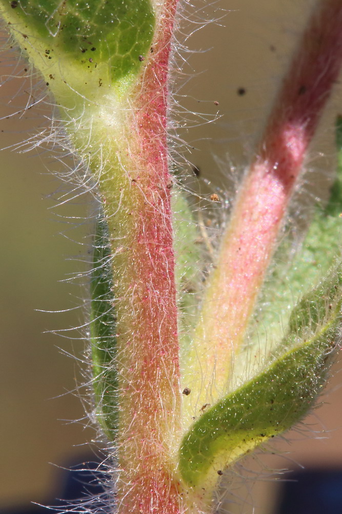 Image of Potentilla astracanica specimen.