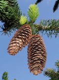 Picea abies