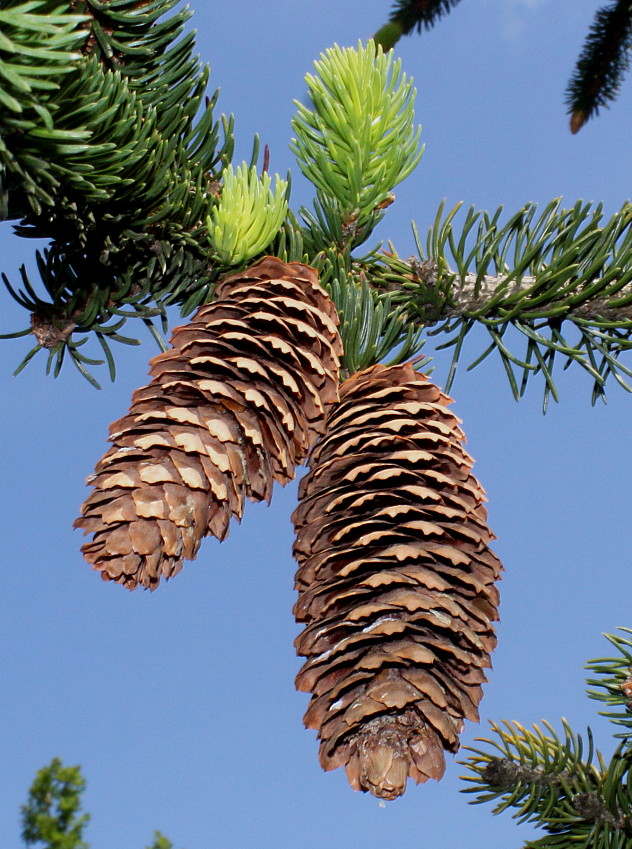 Изображение особи Picea abies.