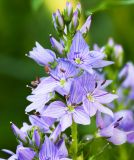 Image of taxon representative. Author is Антон Козырев